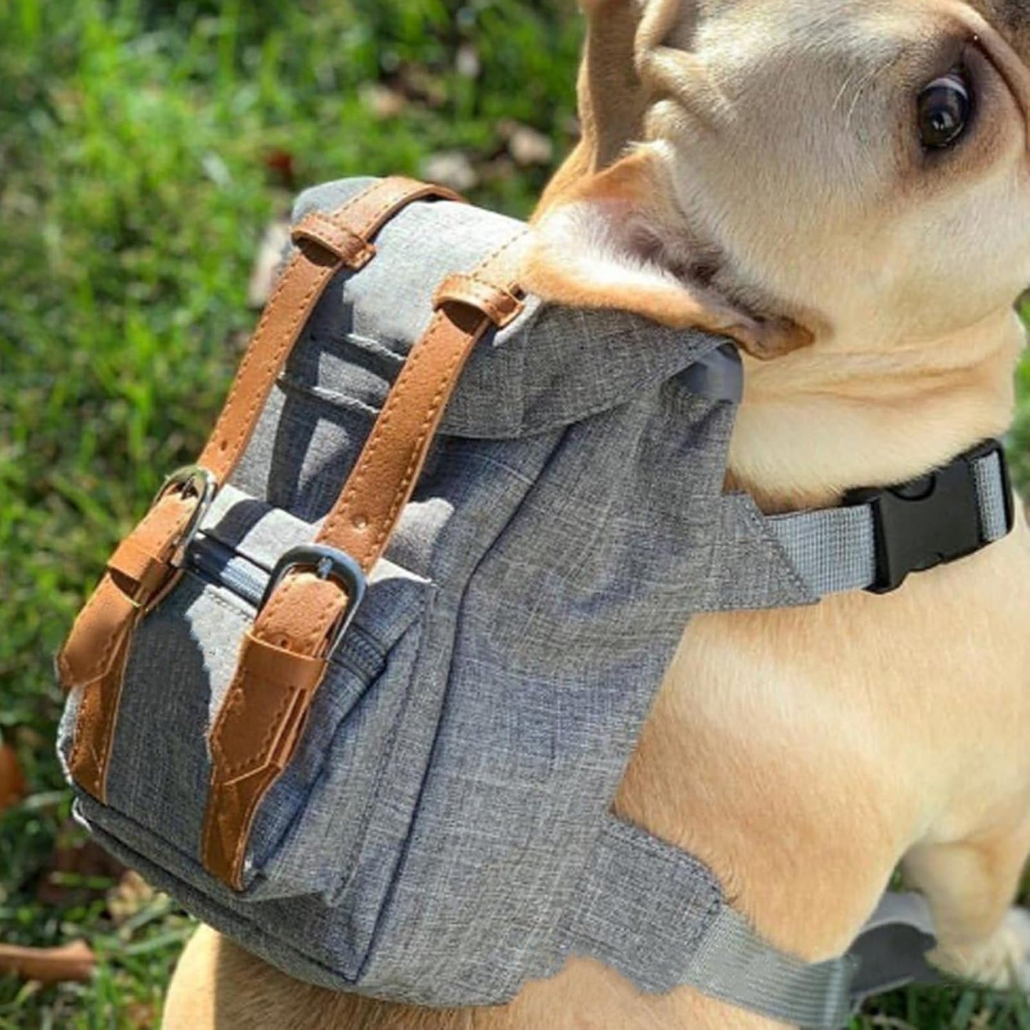 Mini Adventure Dog Backpack โ Stylish & Functional