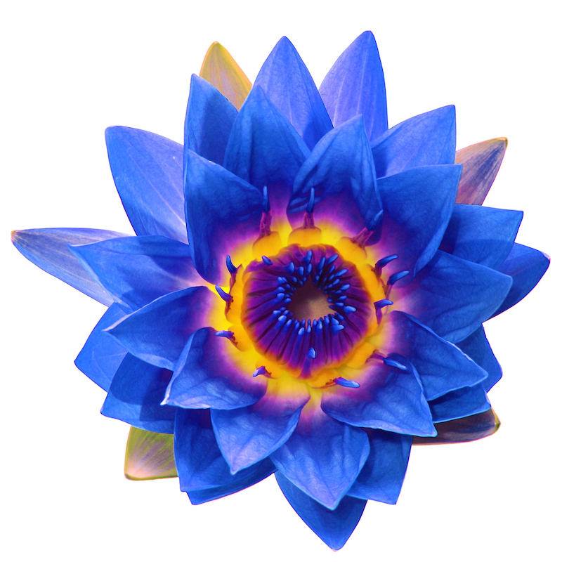 I Am Blessed Trio Set - Blue Lotus and Rose Flower Elixir - Roller Bottle, Drops and Body Spray