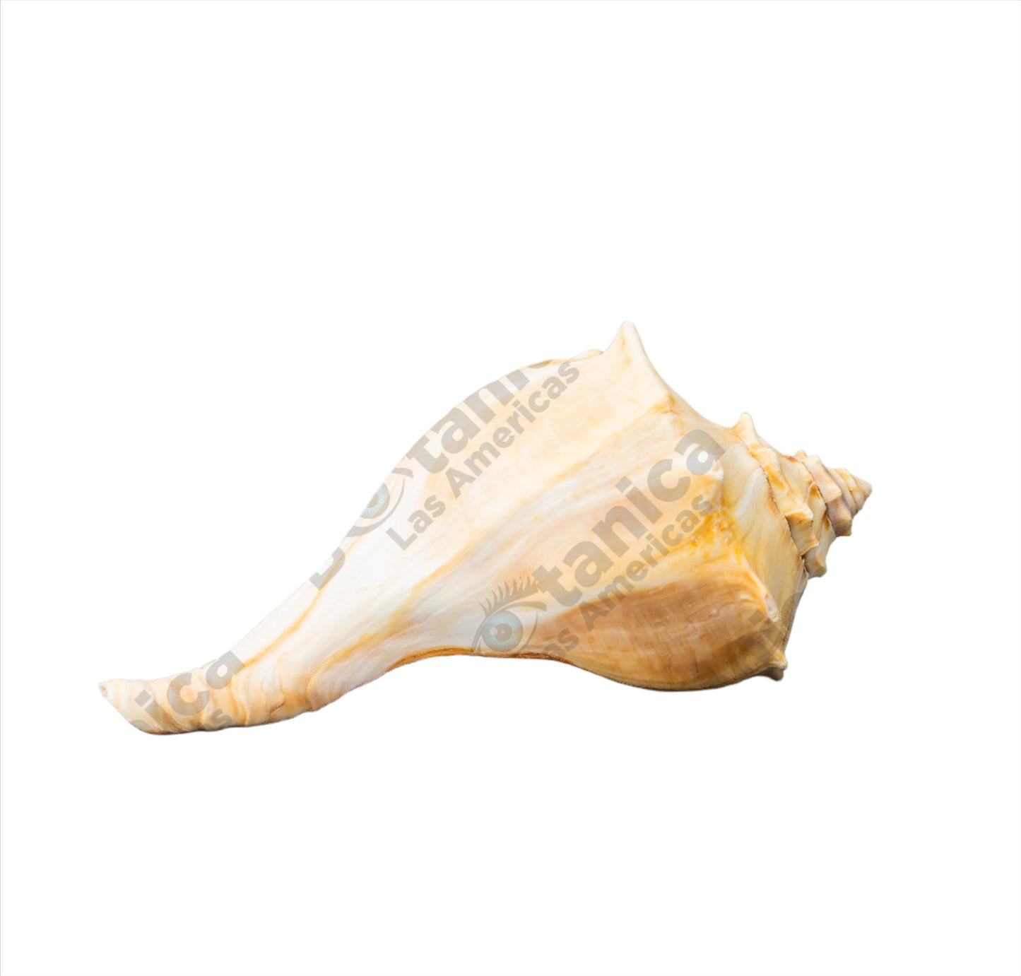 CARACOLES COBOS / COBOS SNAILS (1 unit)