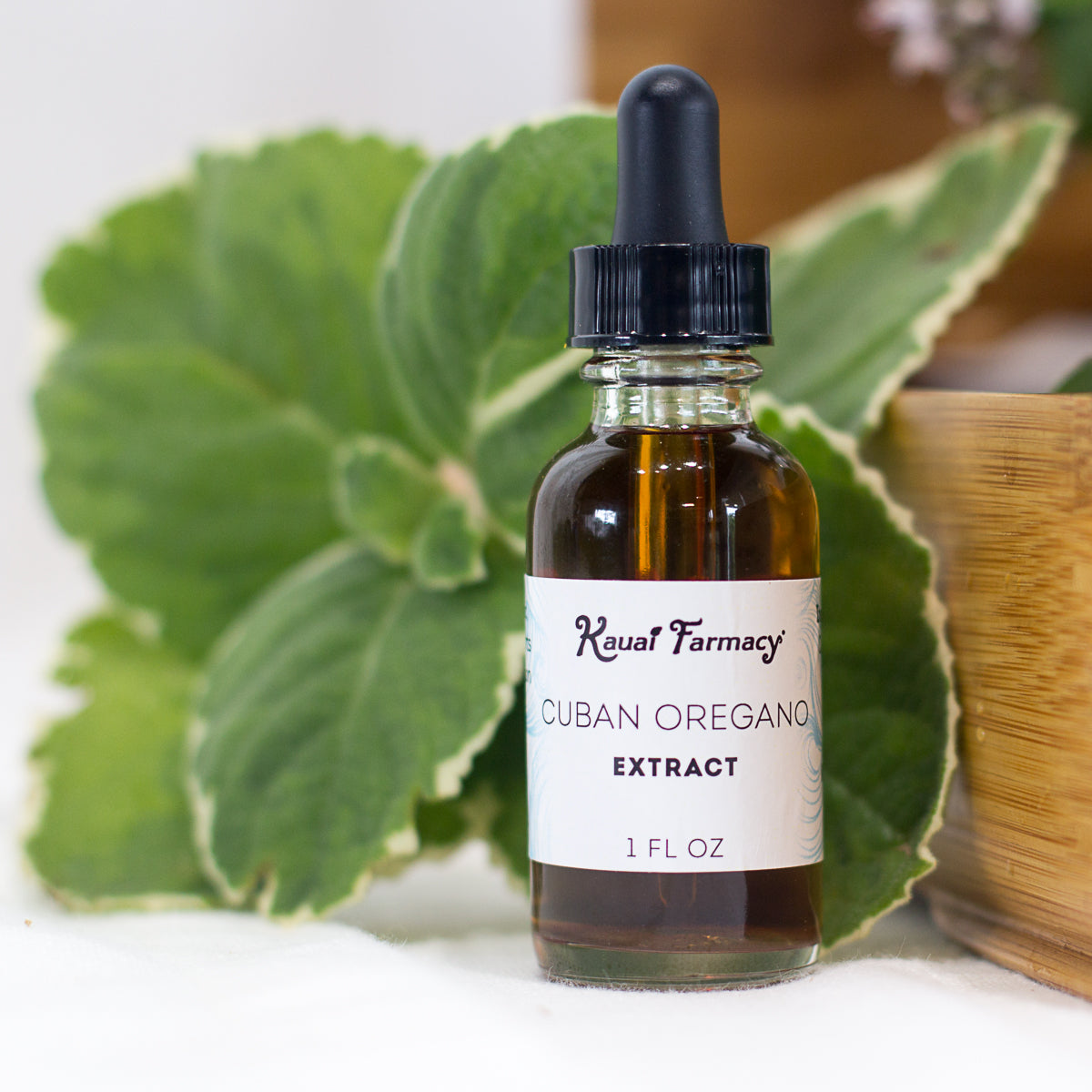 Bottle of Cuban Oregano Extract from Royal Farmacy with green leaves in the background