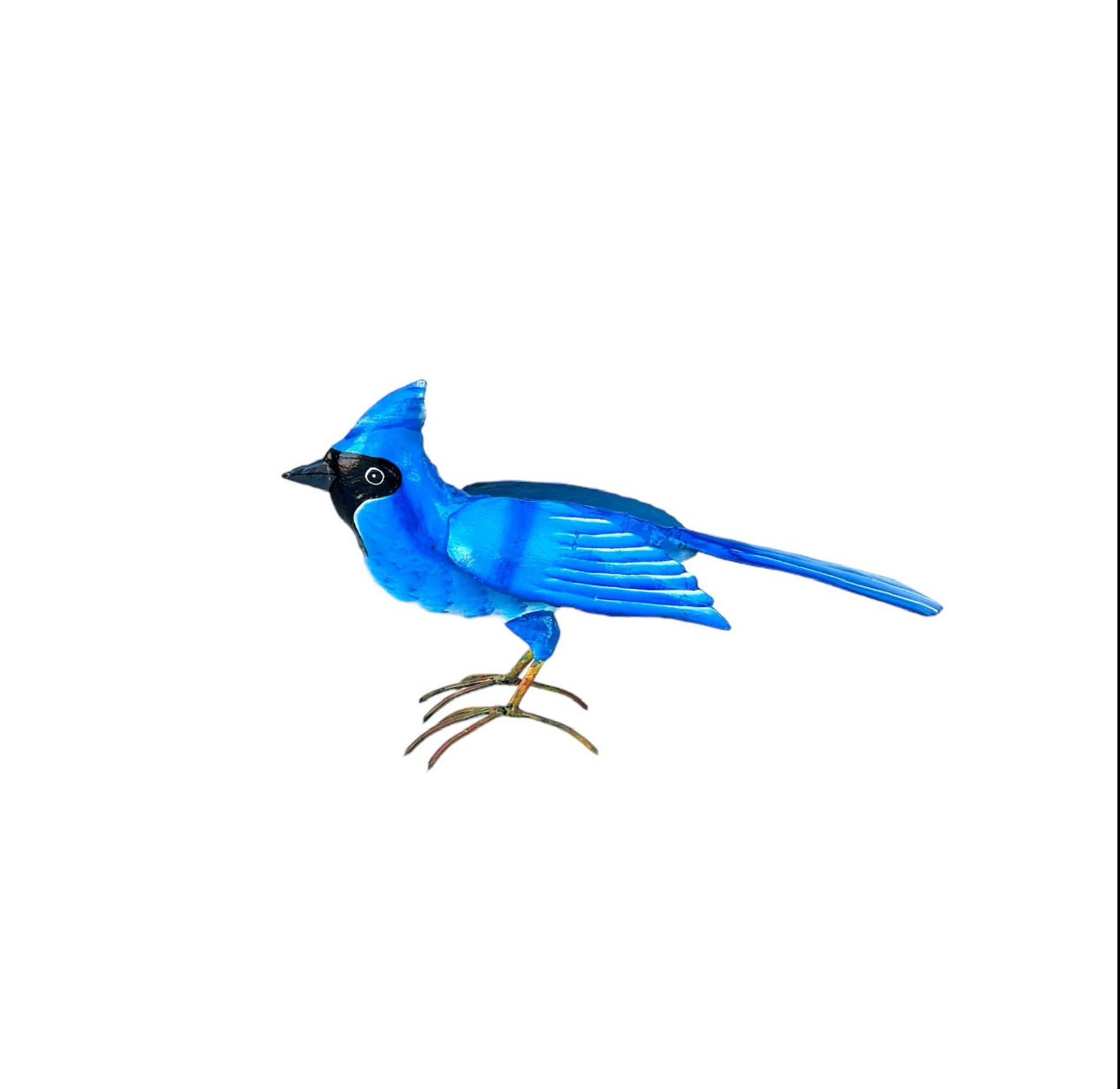 Standing Blue Jay