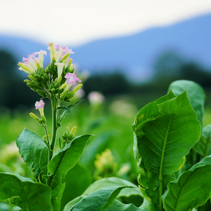 Green Tobacco - Premium Fragrance Oil