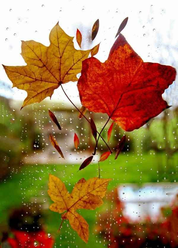 Leaves (BBW type) - Premium Fragrance Oil