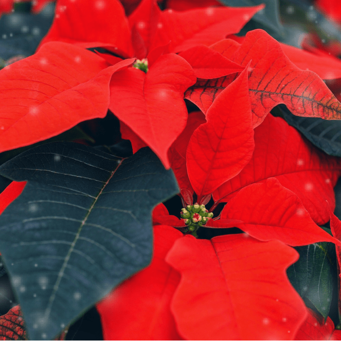 Poinsettia - Premium Fragrance Oil