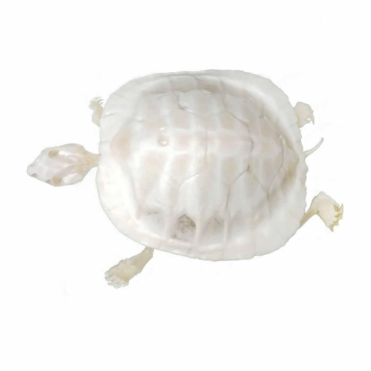 Natural Tortoise Skeleton, Complete Real Animal Bone, Taxidermy Specimen Collection Science Education Collectibles Special Gifts