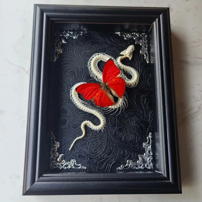 Red Butterfly Cymothoe Sangaris Specimen With Sword Framed Natural Butterflies Taxidermy Artwork Wall Décor Exquisite Collection