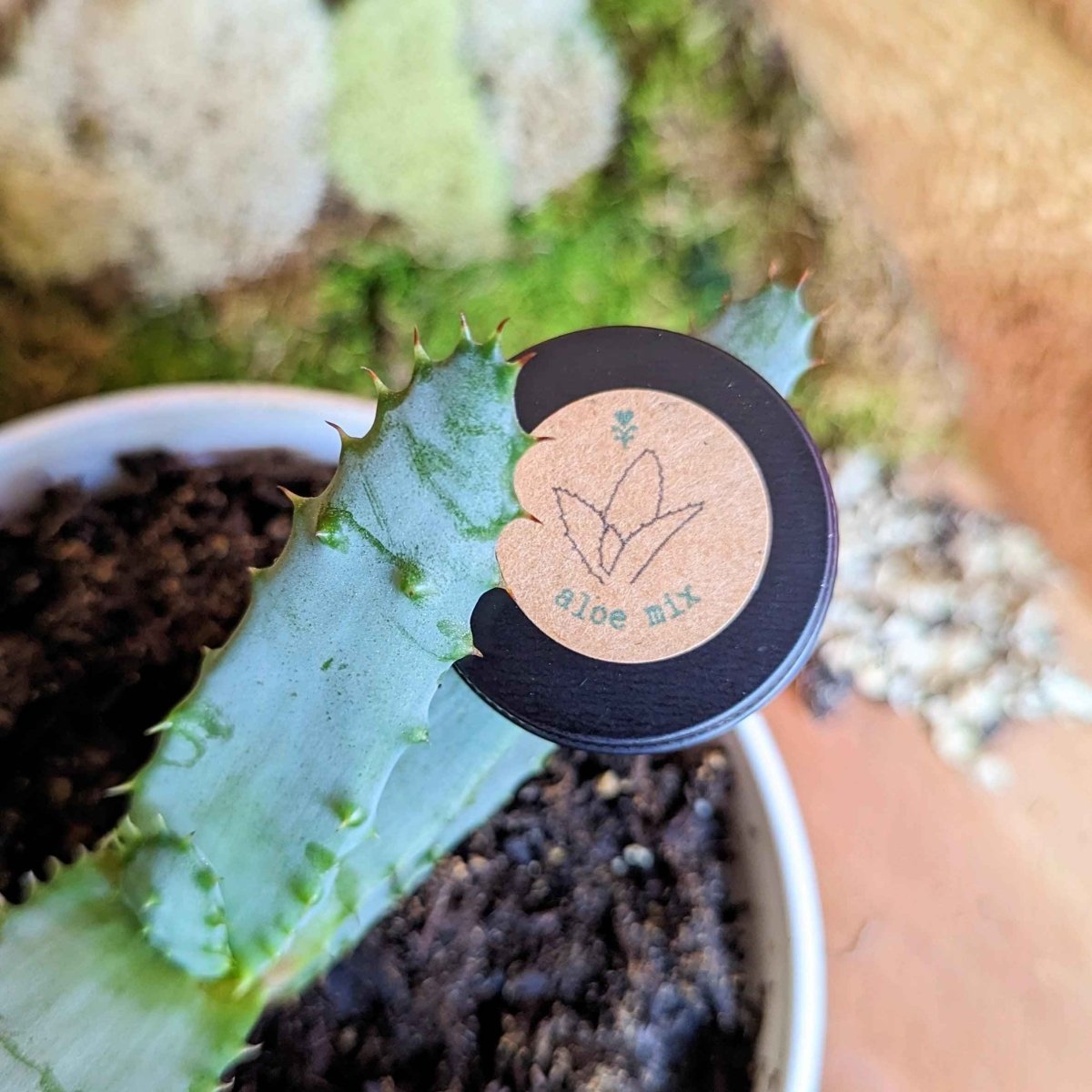 Aloe Mix Seeds