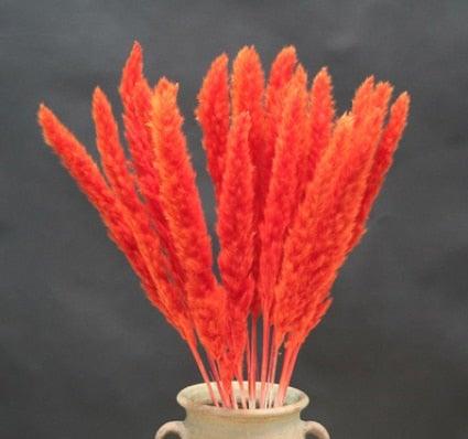 Home Store Wedding Bulrush Natural Dried Flowers Small Pampas Grass Phragmites Communis Decoration for Floor Vase Filler for Living Room Kitchen Decor