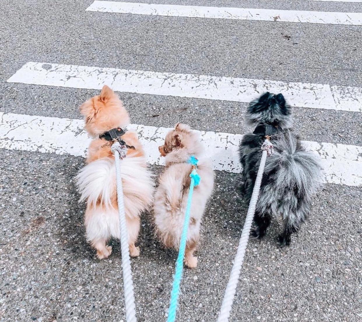 ROPE LEASH - OMBRE TEAL-2