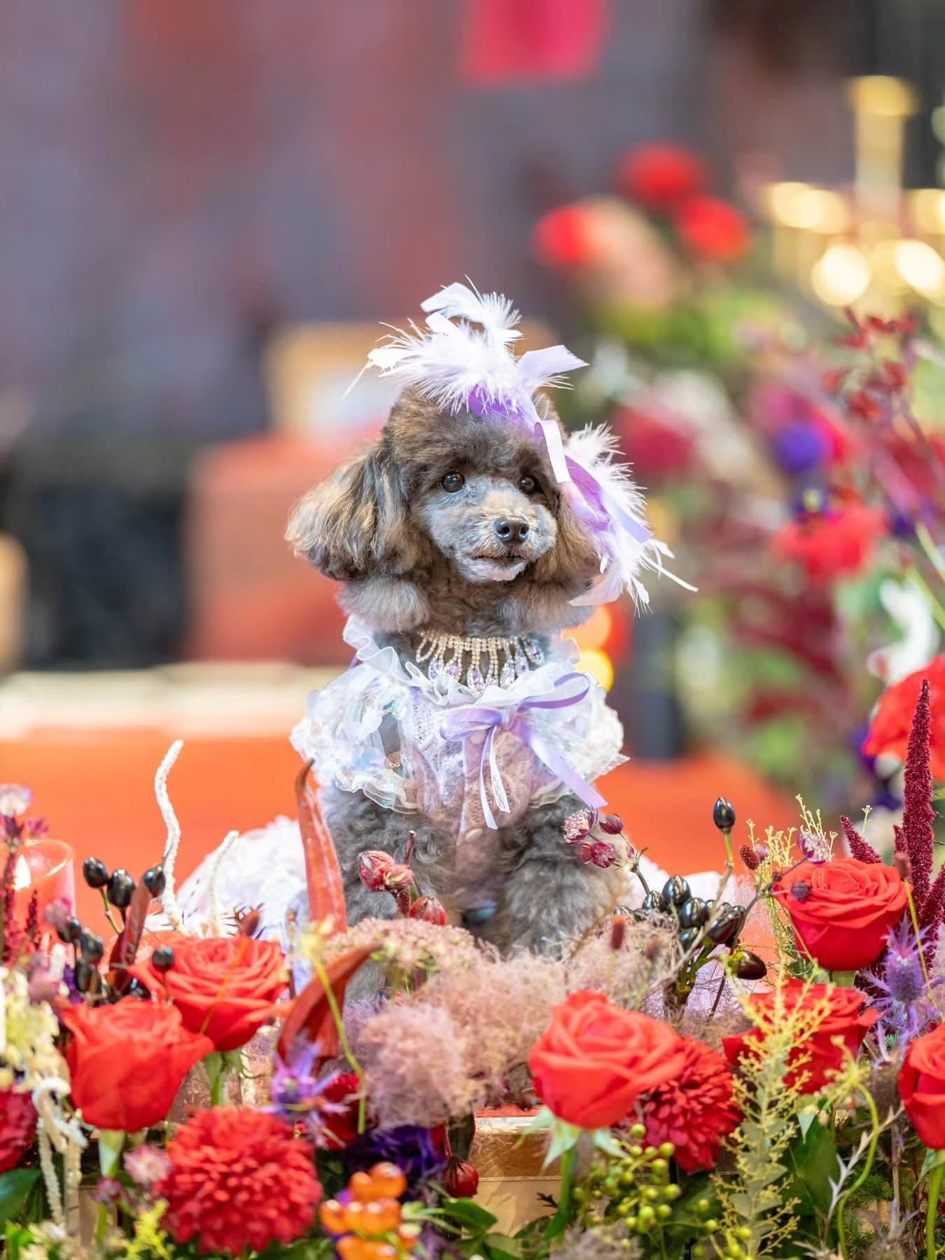 Dog Dress Feather Dream Princess Dress