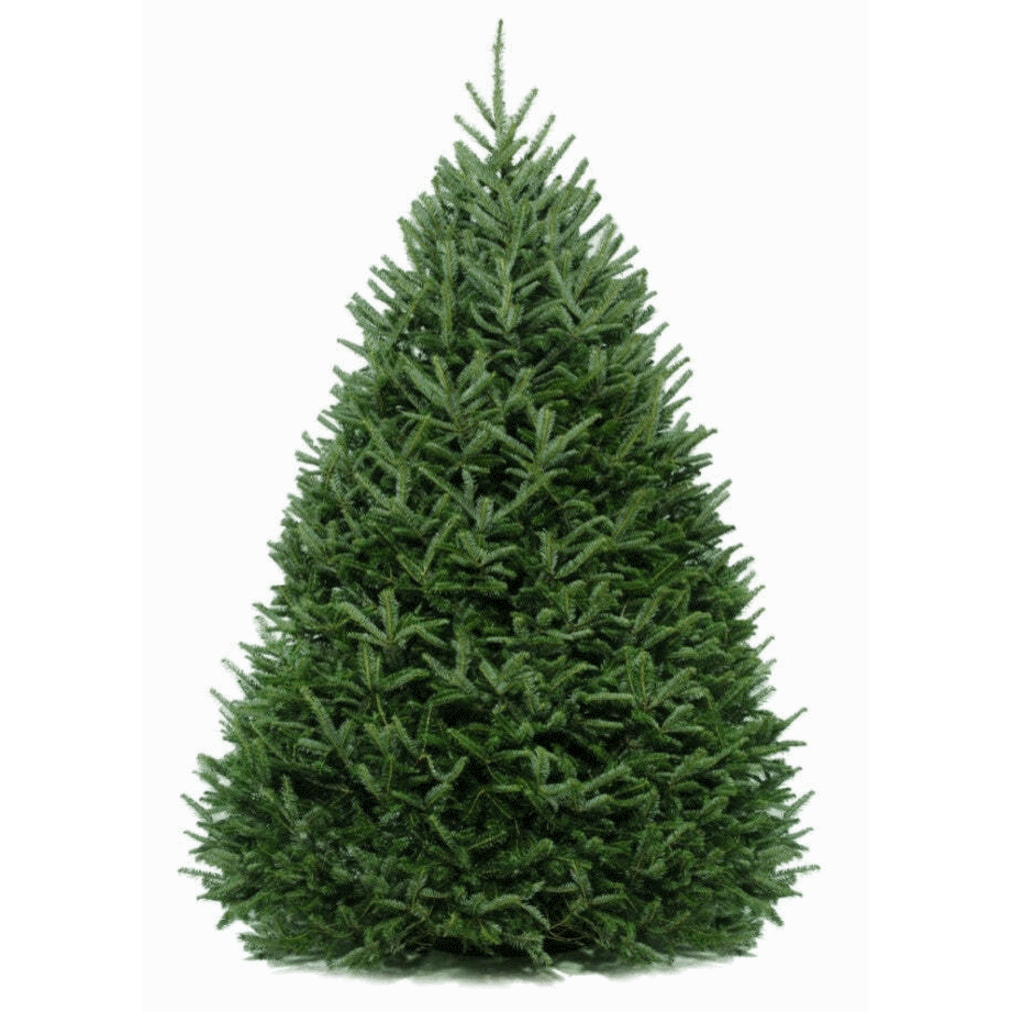 6 ft. Fraser Fir Tree (live cut)