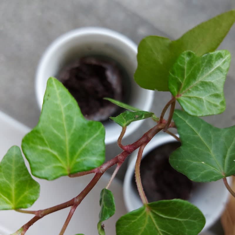 Pack of 20 Tree Kit Cups, We Plant 200 More Trees-2