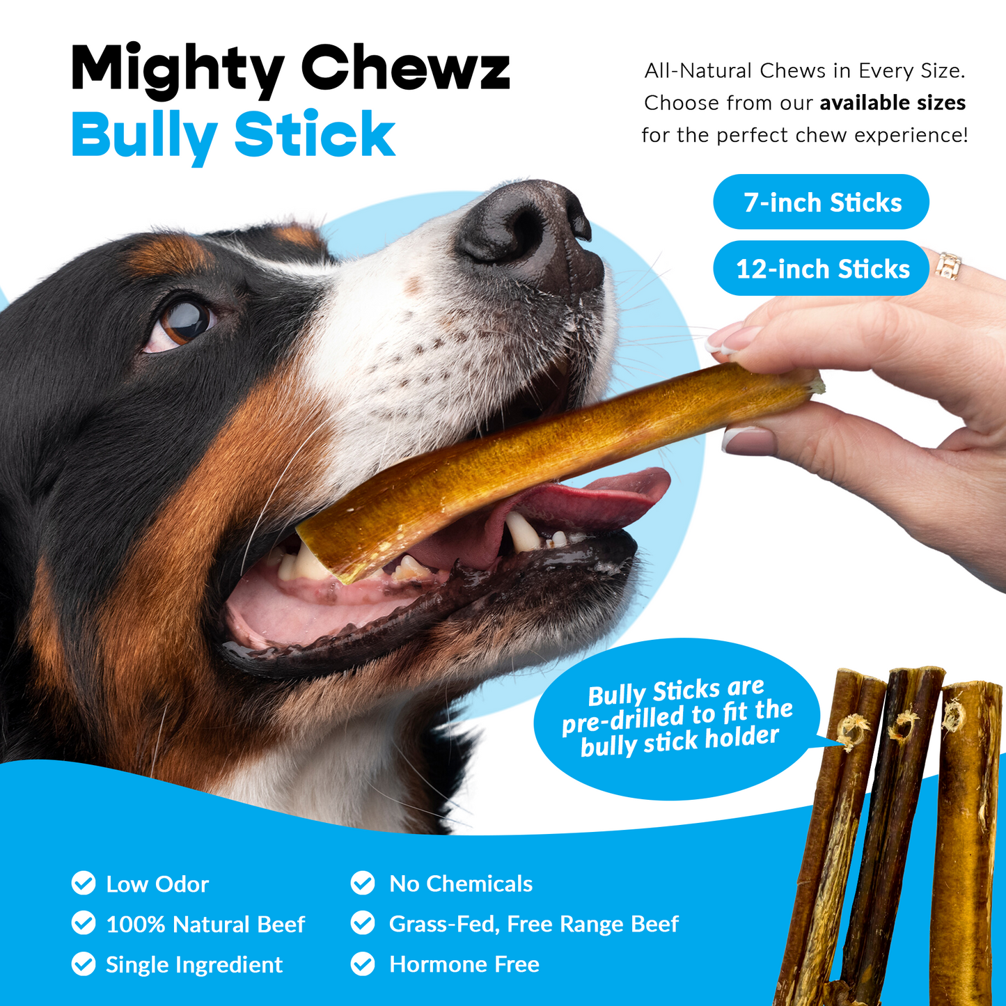7" Thick Bully Sticks - Bully Bone Included-4