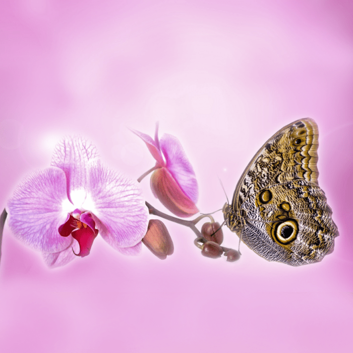 Butterfly Orchid *Discontinued*
