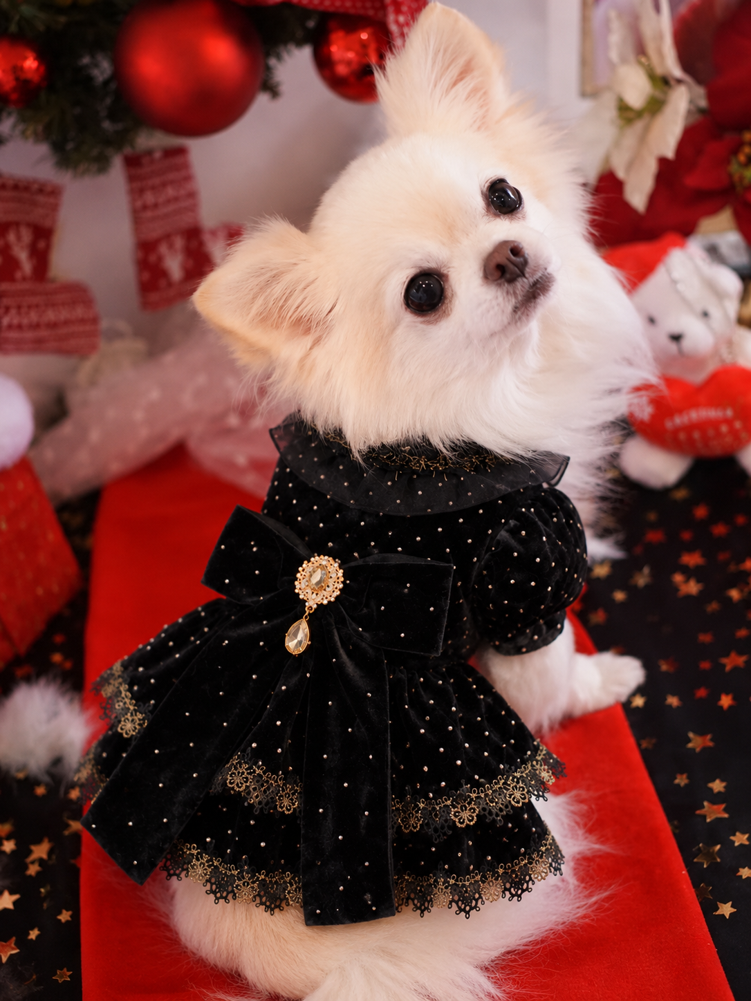Pet dress black velvet golden dot
