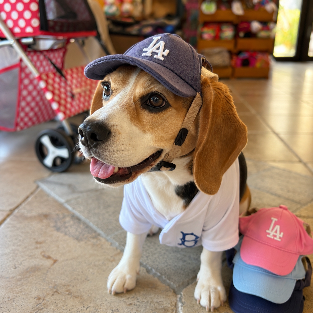 Dog baseball cap (NY,LA)