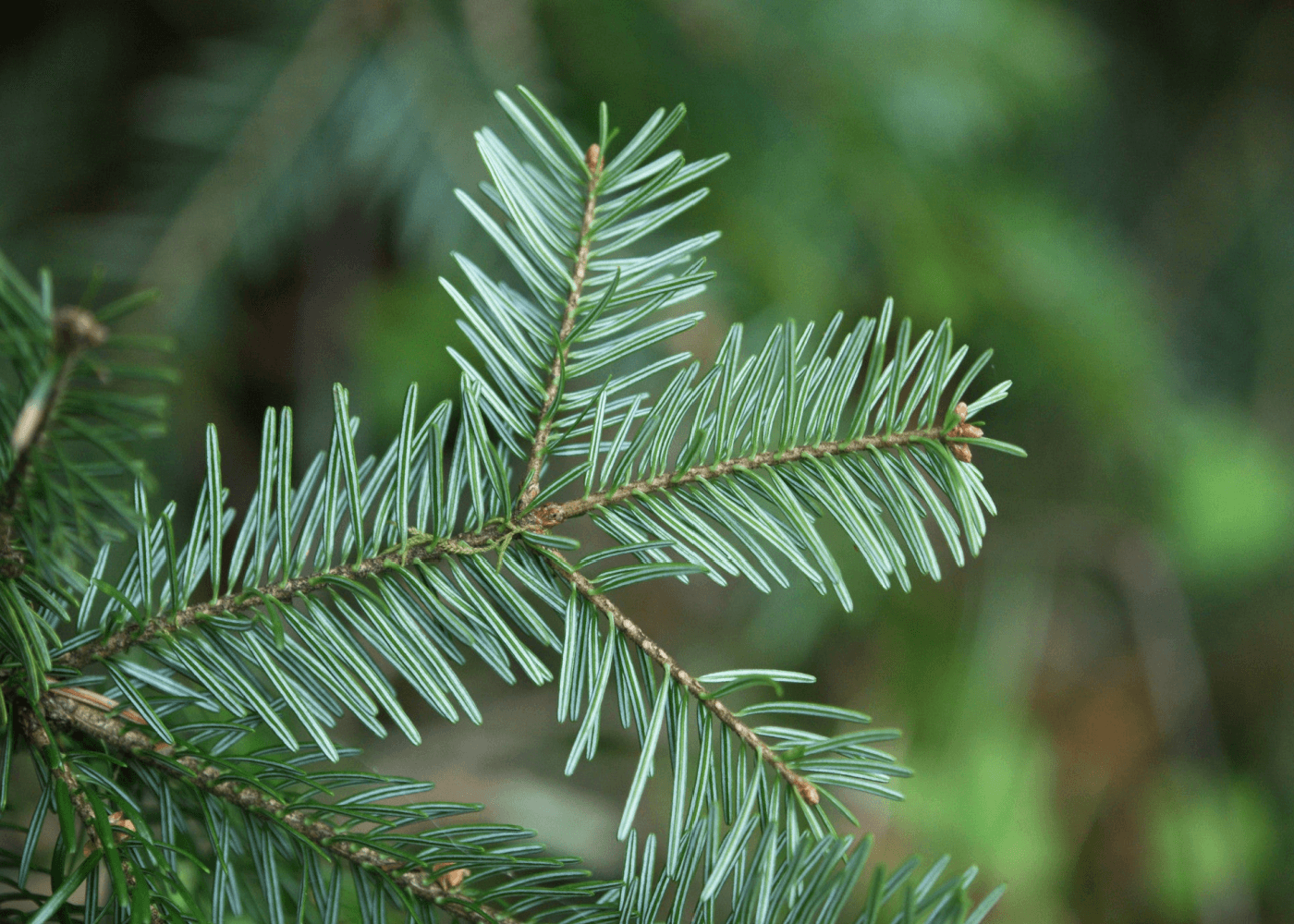 Christmas Pine (Fraser Fir) - Premium Fragrance Oil