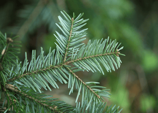 Christmas Pine (Fraser Fir) - Premium Fragrance Oil