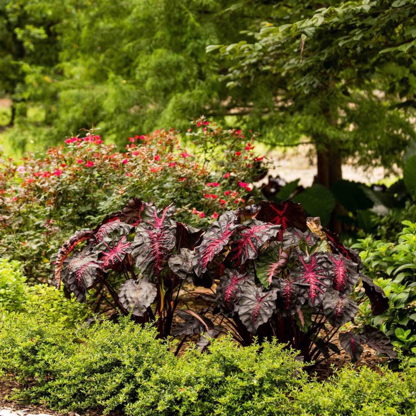 Redemption™ Colocasia