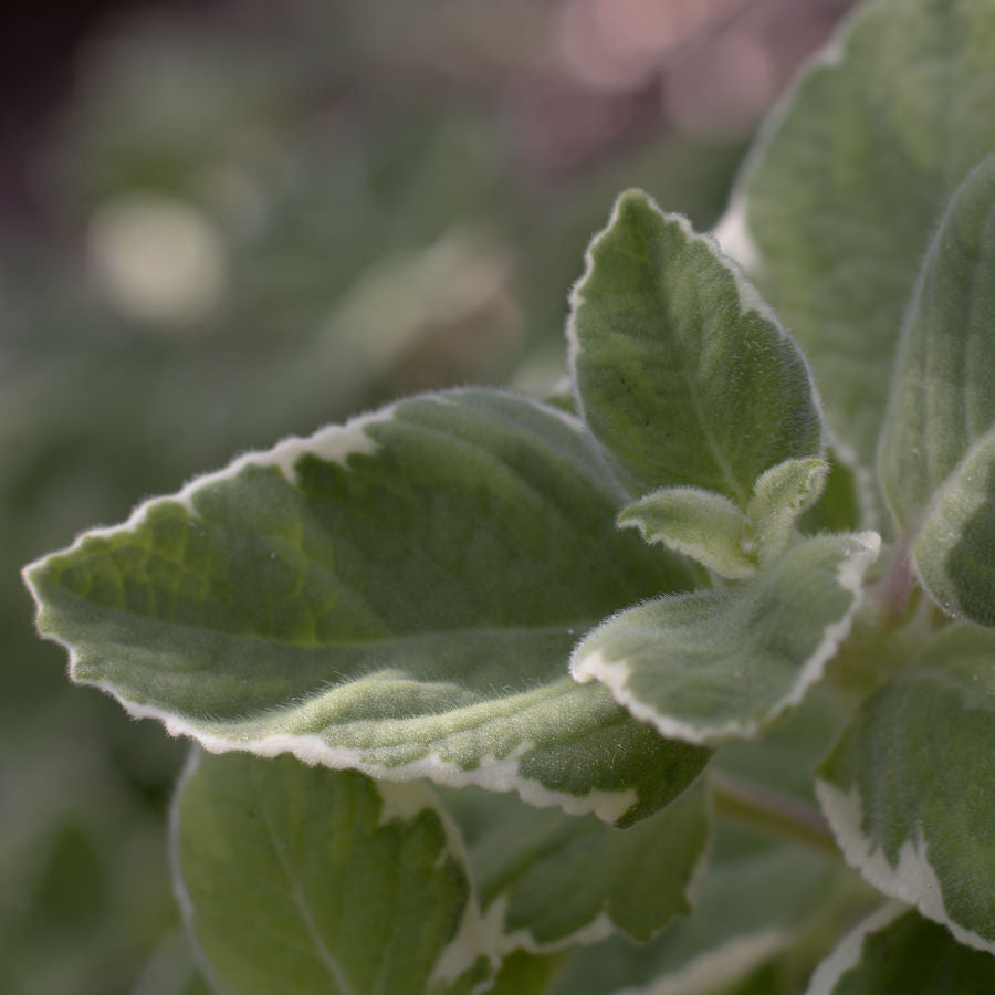 Close-up of green leaves with a blurred natural background