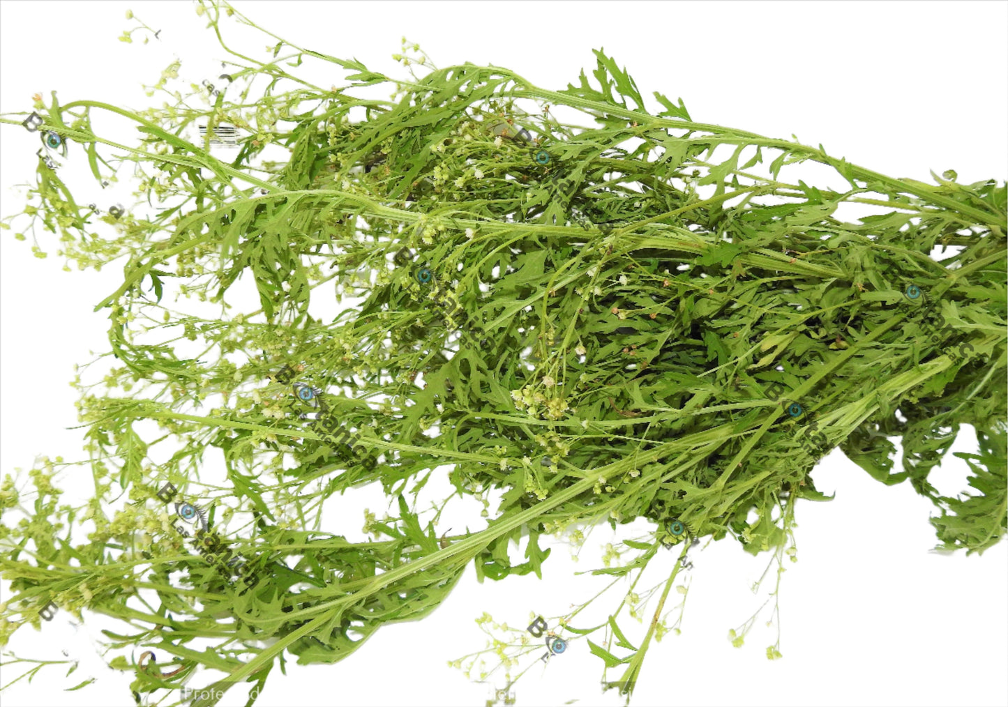 HERBS ESCOBA AMARGA