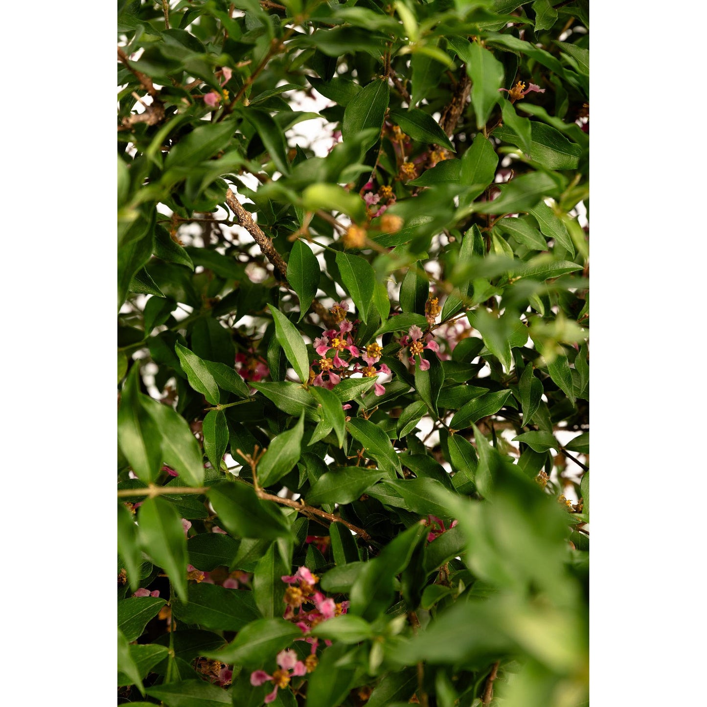 Barbados ‘Acerola’ Cherry Tree