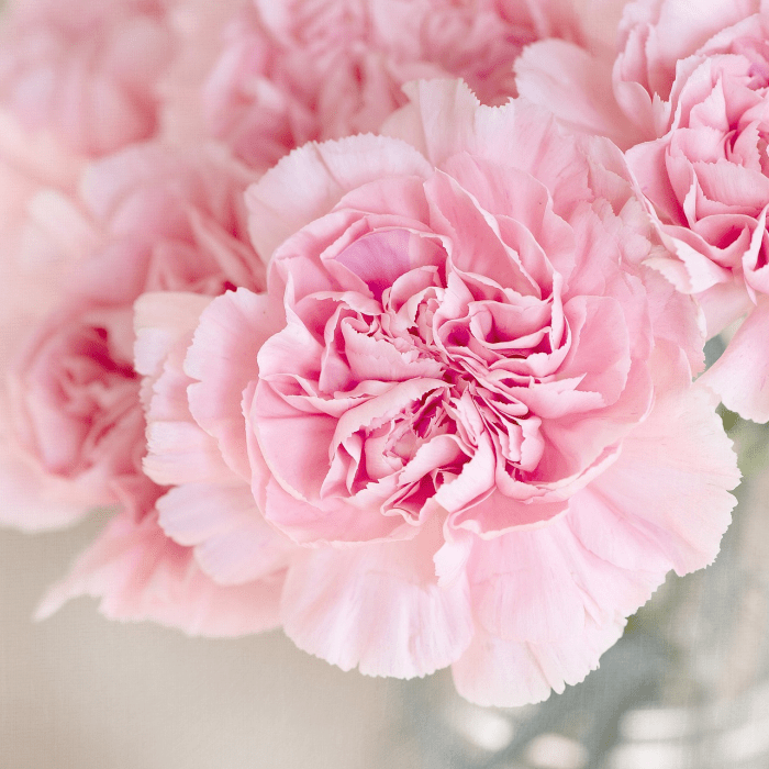 Flowerbomb type -Premium Fragrance Oil - Compare to Viktor & Rolf®