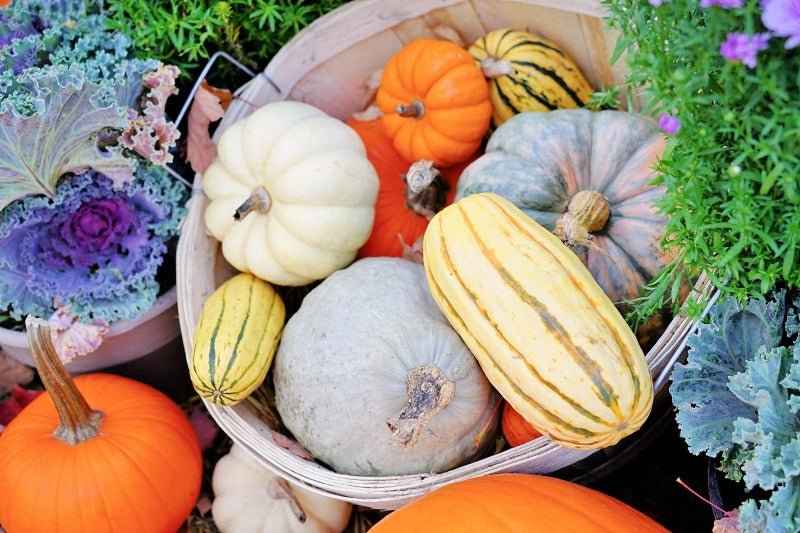 Heirloom Pumpkin - Premium Fragrance Oil