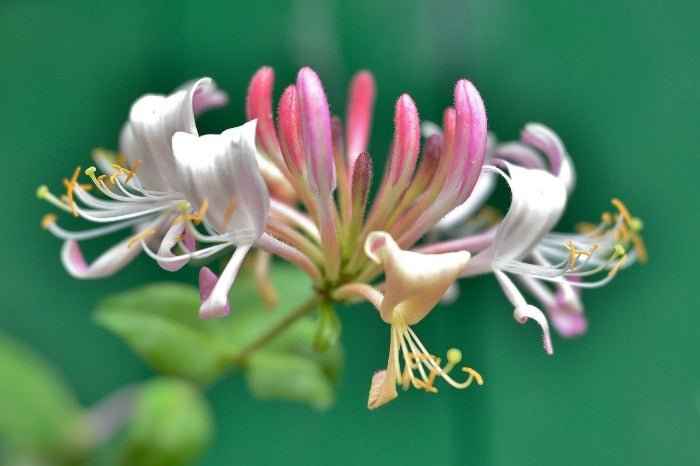 Honeysuckle Coconut - (Discontinued) Premium Fragrance Oil