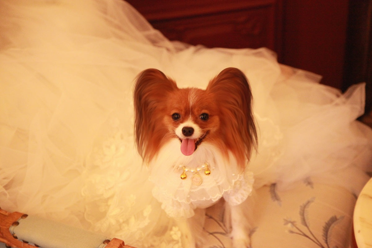 Handmade Luxury White Pet Wedding Dress Dogs Cats Bridal Gown