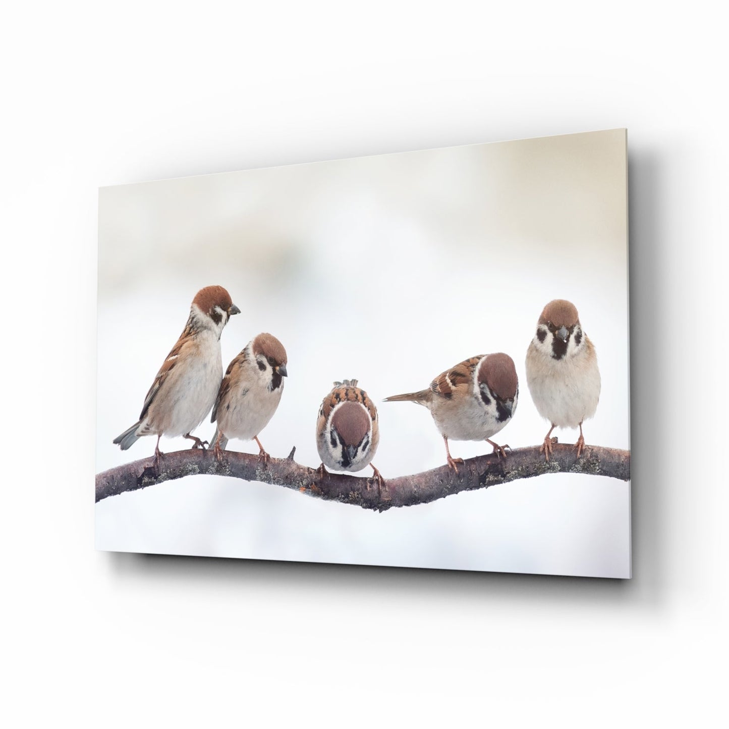 Birds Glass Wall Art-0