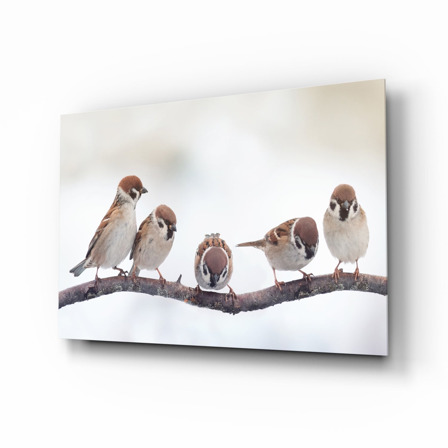 Birds Glass Wall Art-0