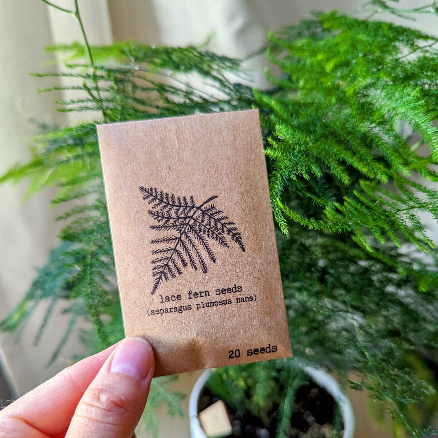 Asparagus Plumosus Nana 'Lace Fern' Seeds