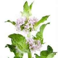 Patchouli Essential Oil