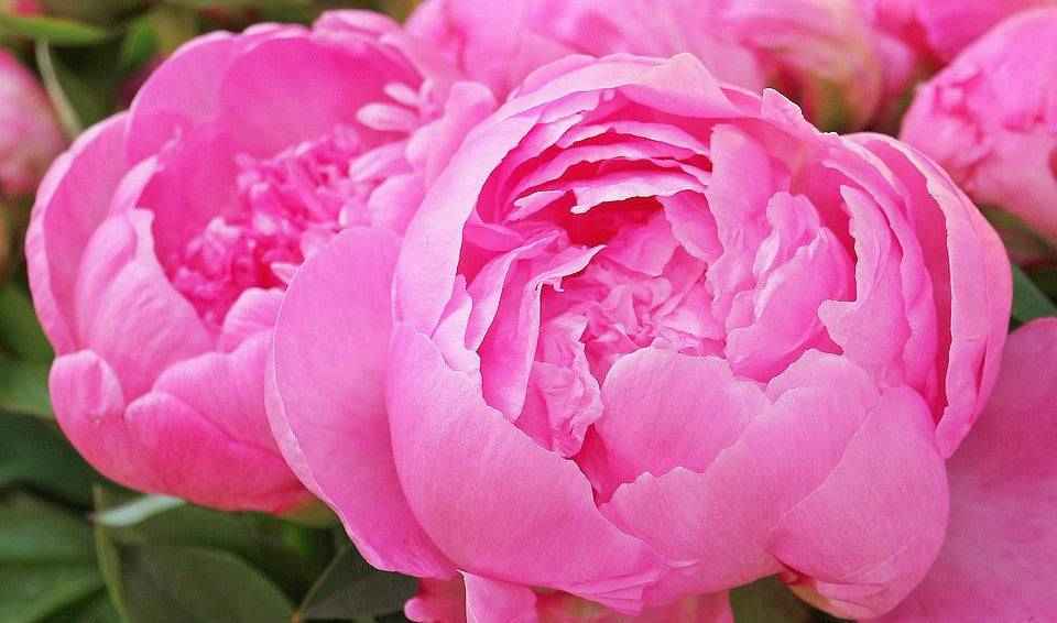 Peony Blossoms - Premium Fragrance Oil
