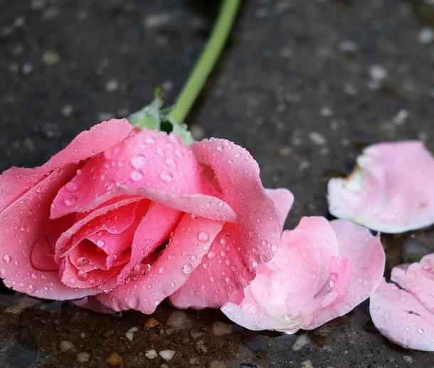 Rose Water - Premium Fragrance Oil