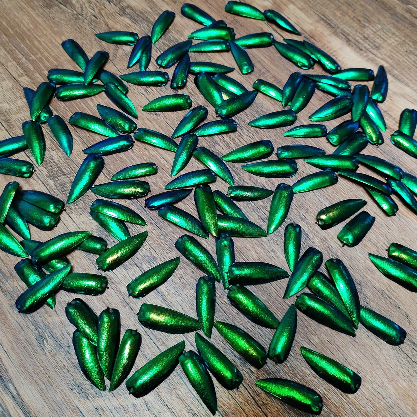 50 Pieces Jewel Beetle Elytra Emerald Green Real Elytron Wings Natural Insect Coleoptera Handmade Necklace Set DIY Earrings