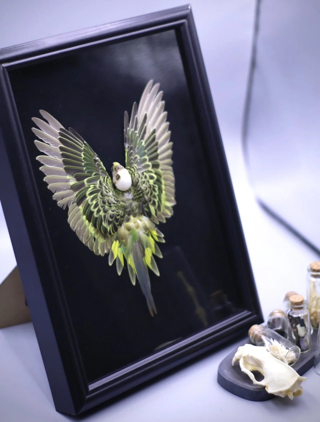 Real Feather 3D Parrot Bird Specimen Authentic Budgerigar Handicrafts With Frame Exhibition Display Art Desktop Painting Gifts