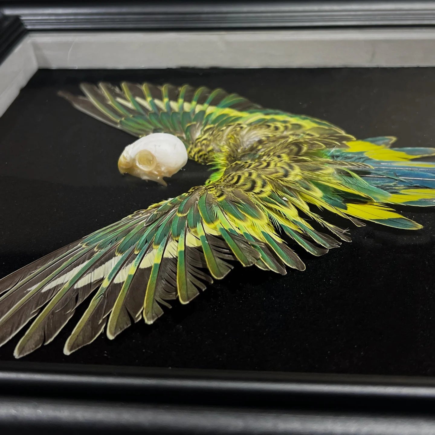 Real Feather 3D Parrot Bird Specimen Authentic Budgerigar Handicrafts With Frame Exhibition Display Art Desktop Painting Gifts