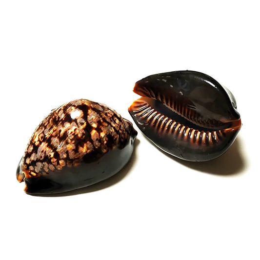 Set of 2 Humpback Cowrie Seashells Natural Polished Cypraea Mauritiana Chocolate Shell Beach Decor Coastal Cottage Kids Crafts