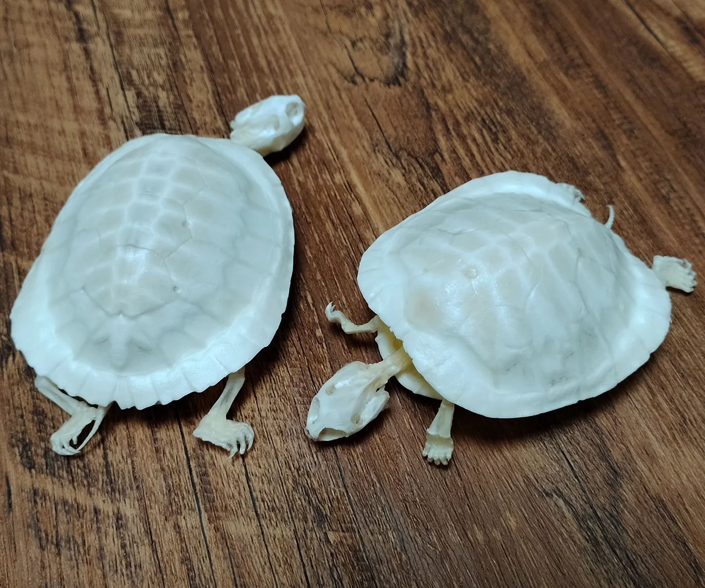 Natural Tortoise Skeleton, Complete Real Animal Bone, Taxidermy Specimen Collection Science Education Collectibles Special Gifts