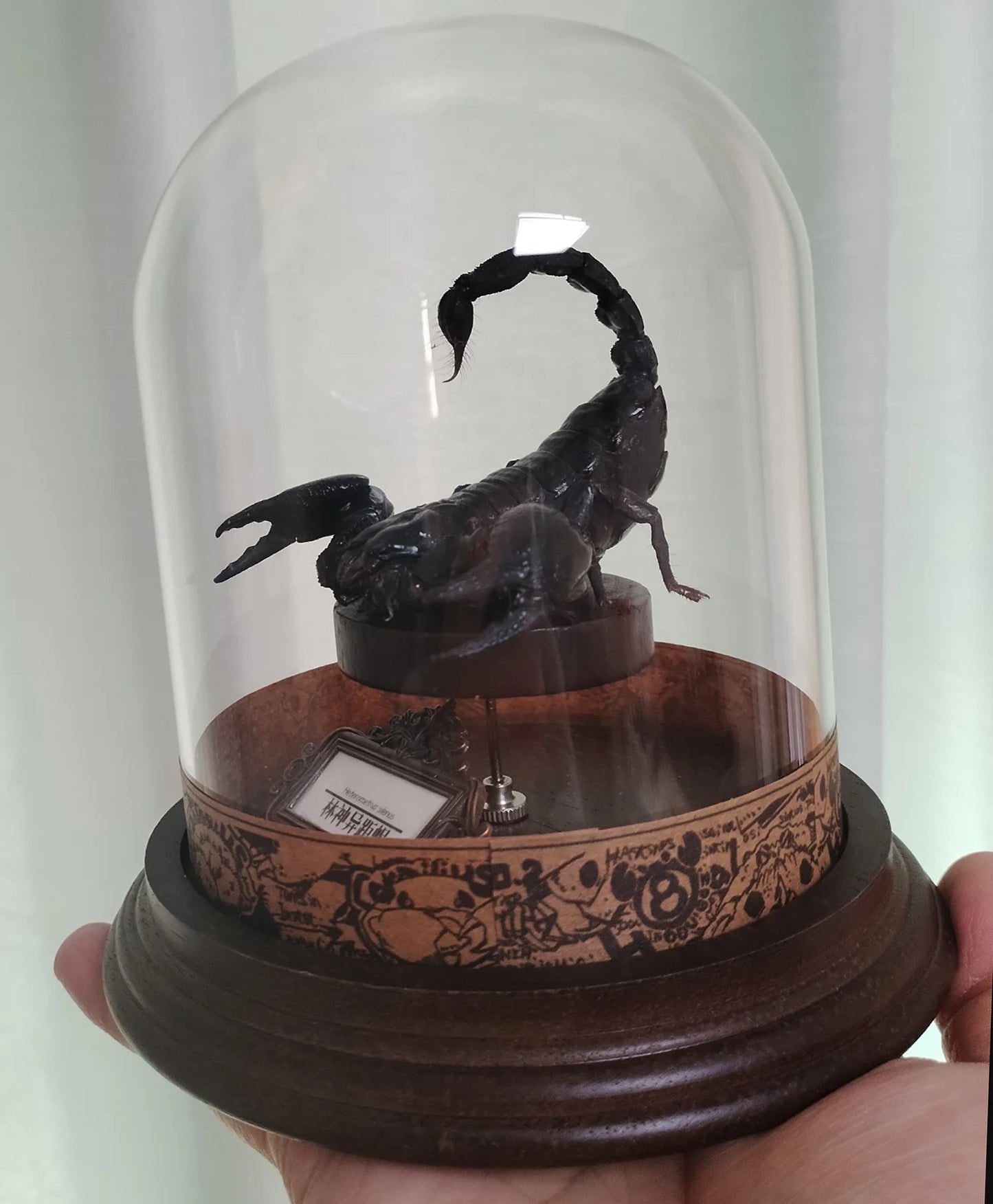 Asia Black Scorpion Specimen With Glass Showcase Real Heterometrus Petersii Animal Taxidermy Collection for Science Education