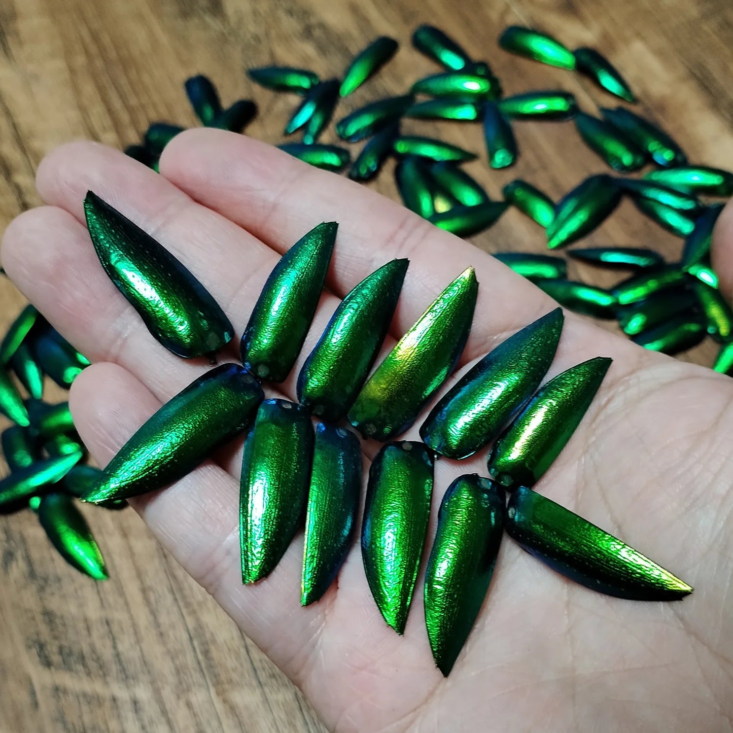 50 Pieces Jewel Beetle Elytra Emerald Green Real Elytron Wings Natural Insect Coleoptera Handmade Necklace Set DIY Earrings