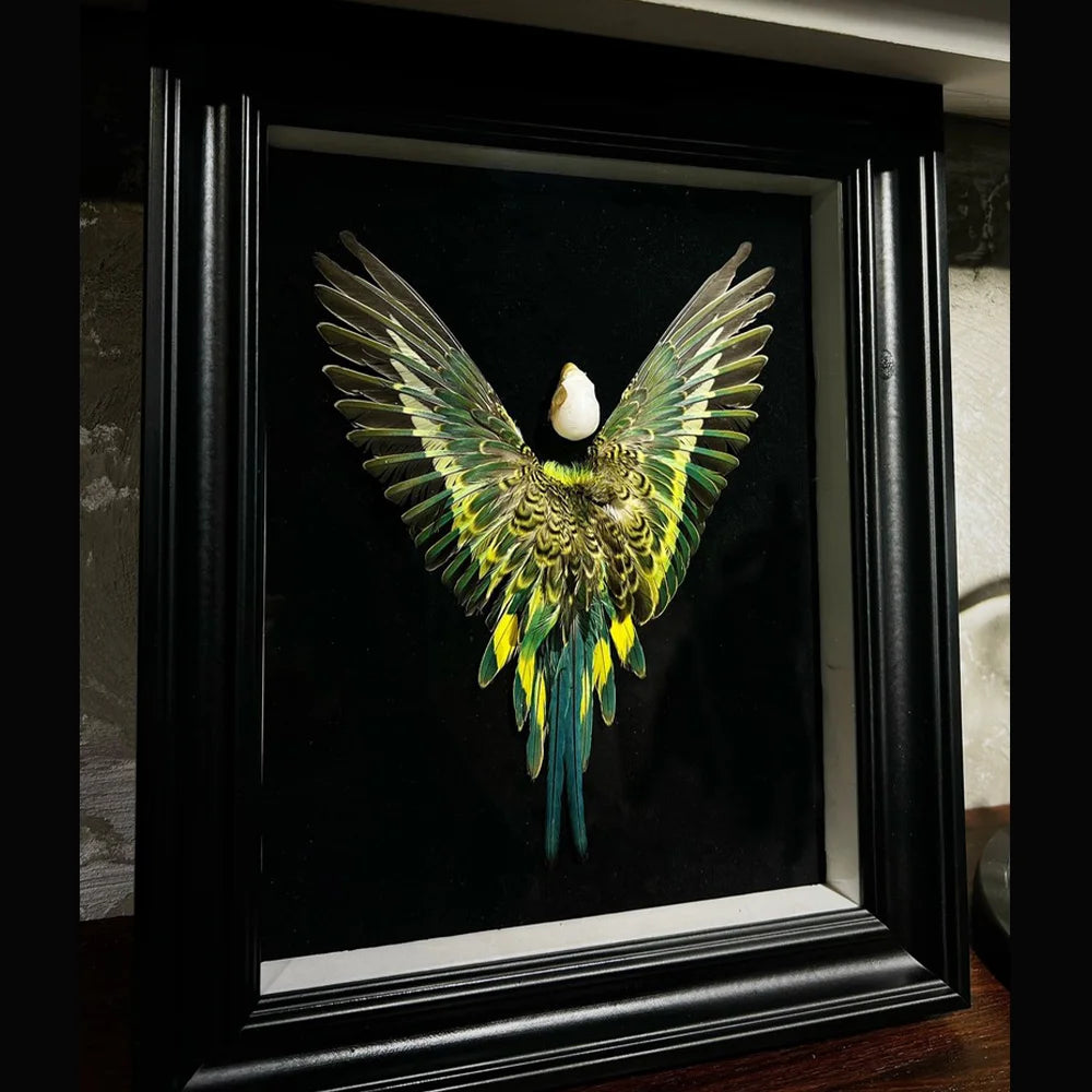 Real Feather 3D Parrot Bird Specimen Authentic Budgerigar Handicrafts With Frame Exhibition Display Art Desktop Painting Gifts