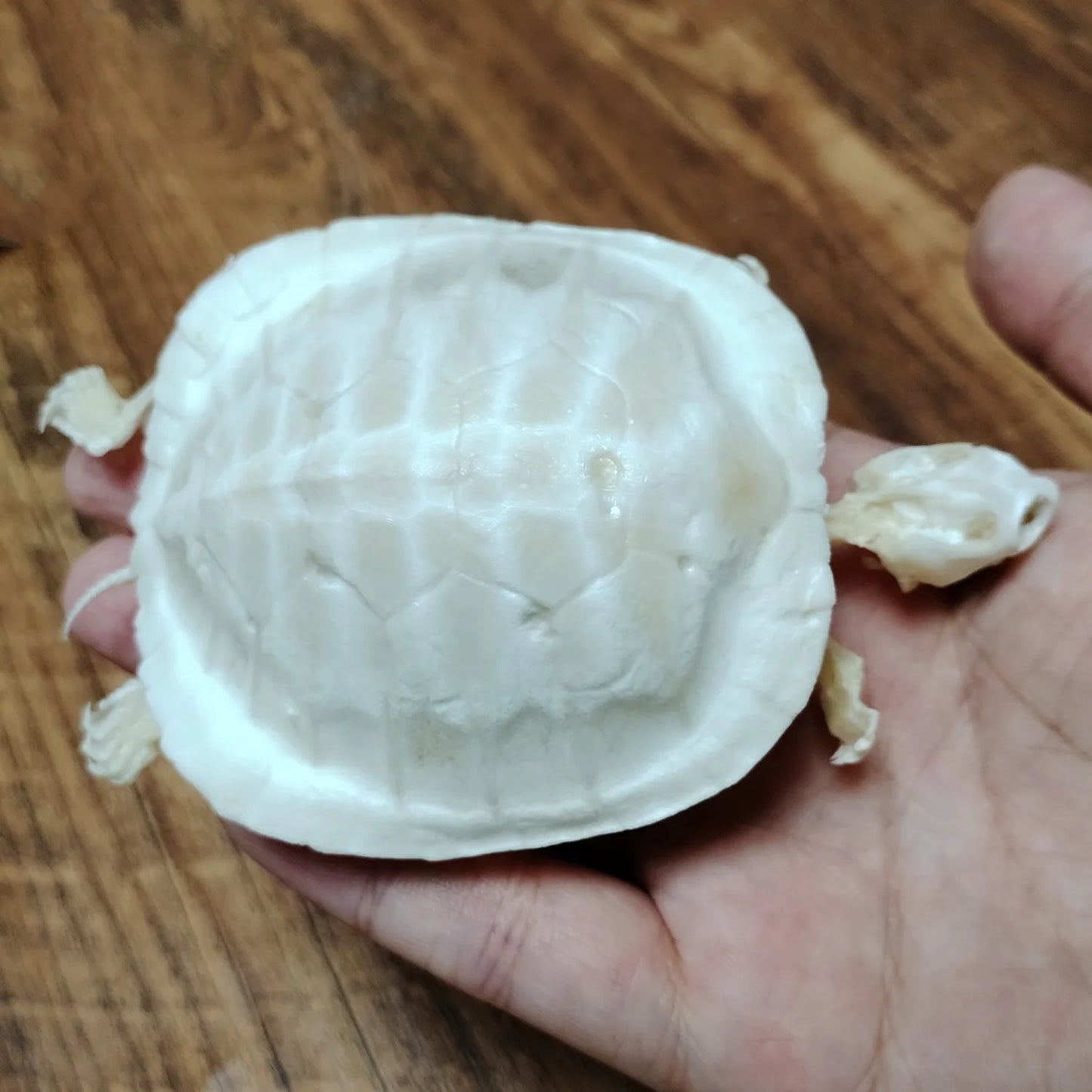 Natural Tortoise Skeleton, Complete Real Animal Bone, Taxidermy Specimen Collection Science Education Collectibles Special Gifts