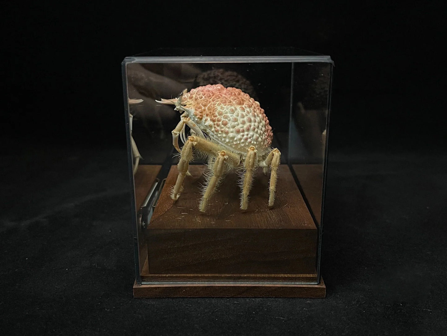Maja Kominatoensis Real Crab Specimen Special Handicrafts Collectors Home Decor Ornament Desk Decoration Customized