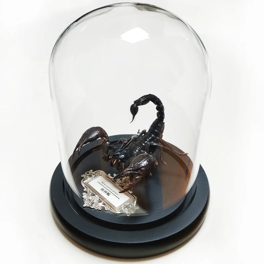 Asia Black Scorpion Specimen With Glass Showcase Real Heterometrus Petersii Animal Taxidermy Collection for Science Education