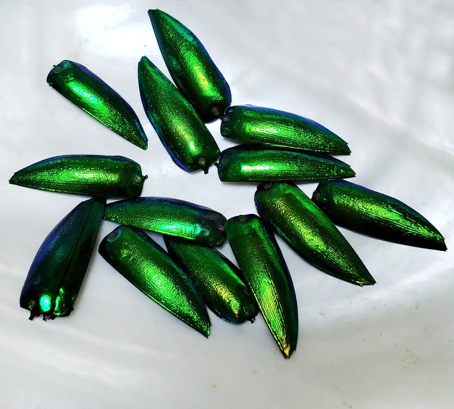 50 Pieces Jewel Beetle Elytra Emerald Green Real Elytron Wings Natural Insect Coleoptera Handmade Necklace Set DIY Earrings