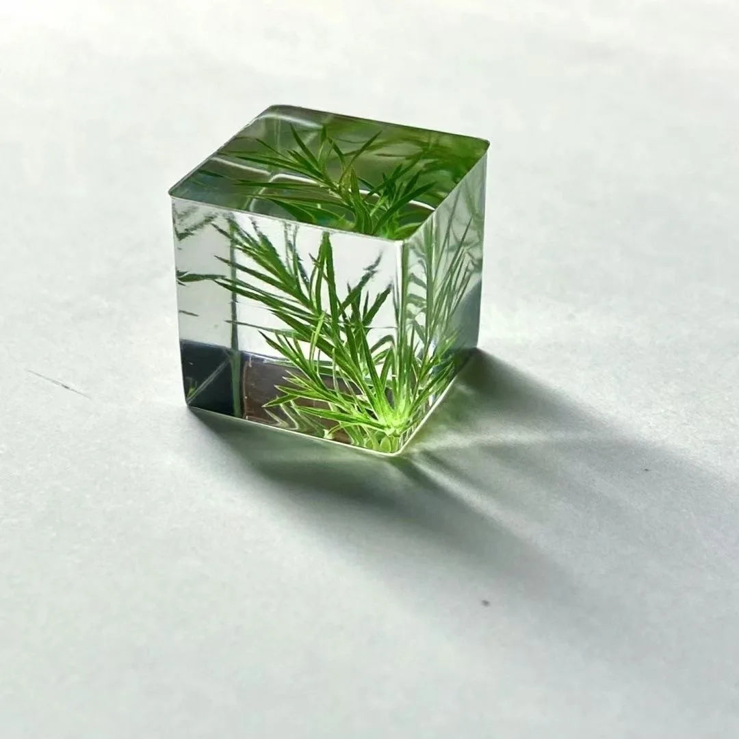 Plant Embossingflowers Dried Flower Specimen Decoration DIY Resin Drop Glue Flower Material Decoration Gifts
