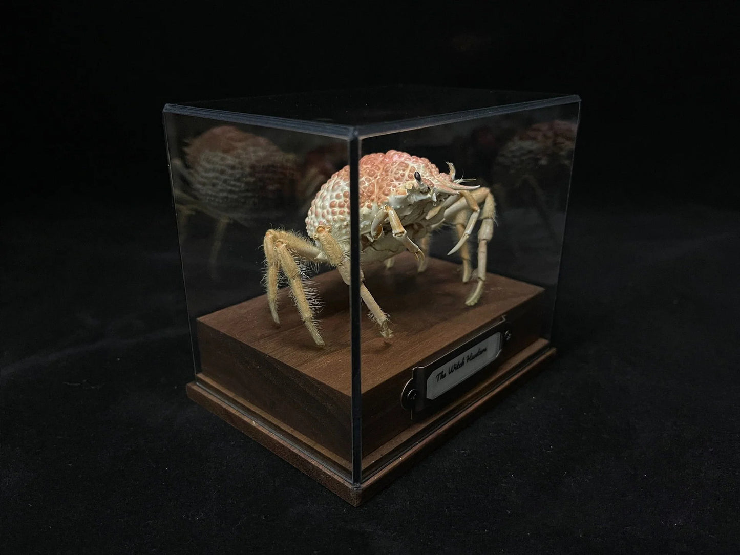 Maja Kominatoensis Real Crab Specimen Special Handicrafts Collectors Home Decor Ornament Desk Decoration Customized
